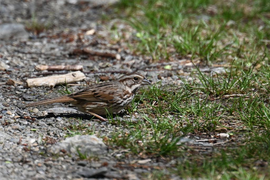 Sparrow, Song, 2025-04306791 Broad Meadow Brook, MA.JPG - Song Sparrow. Broad Meadow Brook Wildlife Sanctuary, MA, 4-30-2025